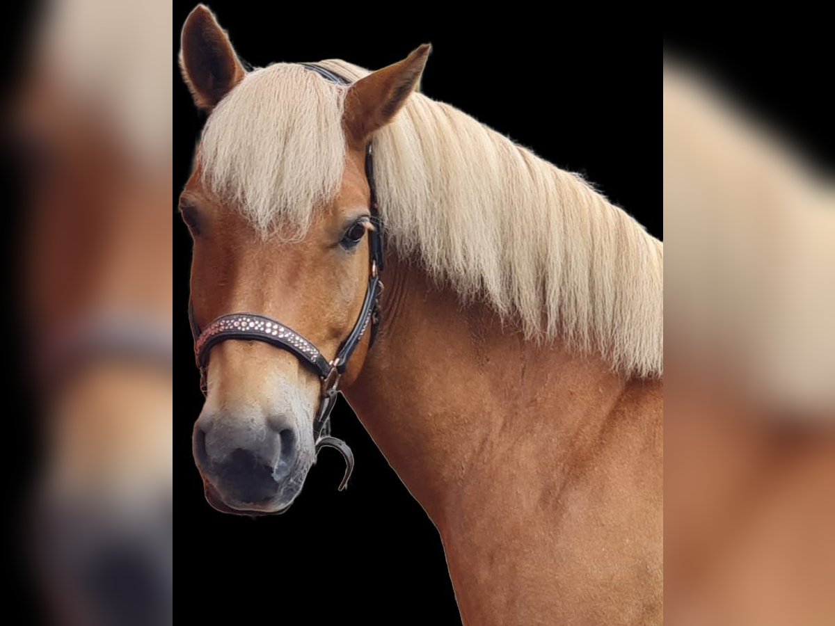 Haflinger Wallach 9 Jahre 156 cm Fuchs in Borstel