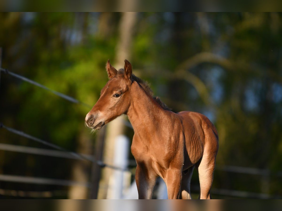 Haflinger Wallach  150 cm Falbe in Hastveda
