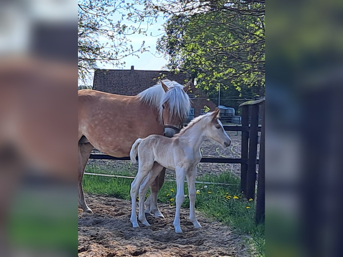 Haflinger Wallach  Fuchs in D&#xF6;tlingen
