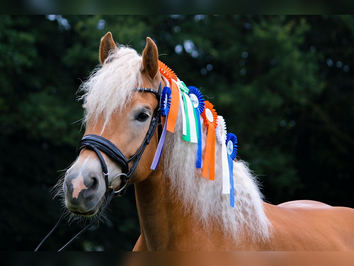 Haflinger Yegua 10 años 156 cm Alazán in Megchelen