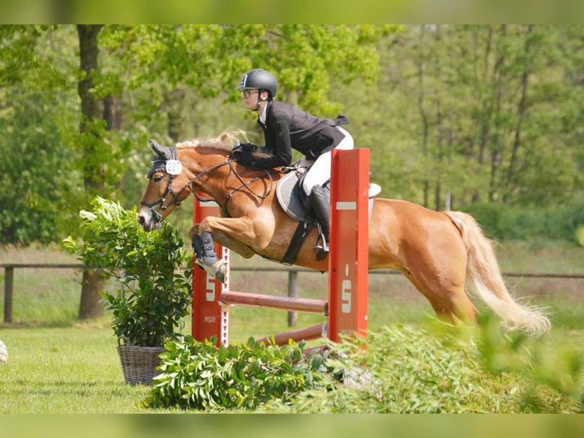 Haflinger Yegua 13 años 143 cm Alazán in Langen