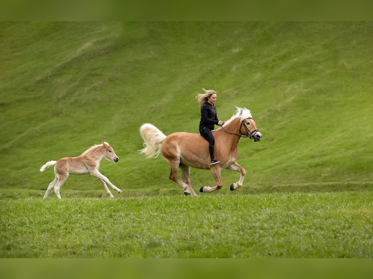 Haflinger Yegua 13 años 149 cm Alazán in Vent
