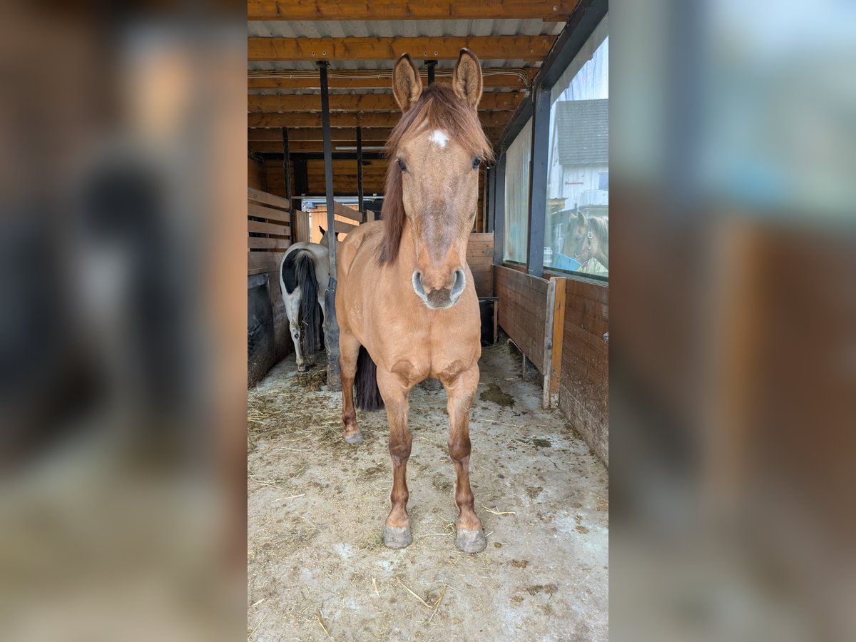 Haflinger Mestizo Yegua 13 años 152 cm Alazán in Salzkotten