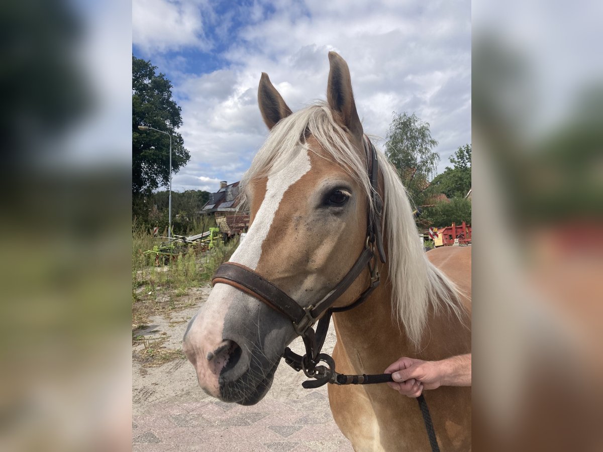 Haflinger Yegua 13 años 153 cm Alazán in Waalwijk