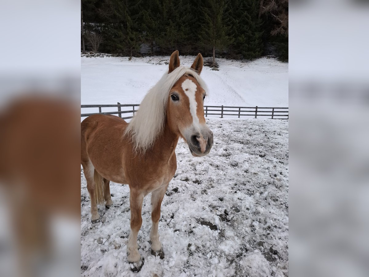 Haflinger Yegua 14 años 150 cm Alazán in Nauders