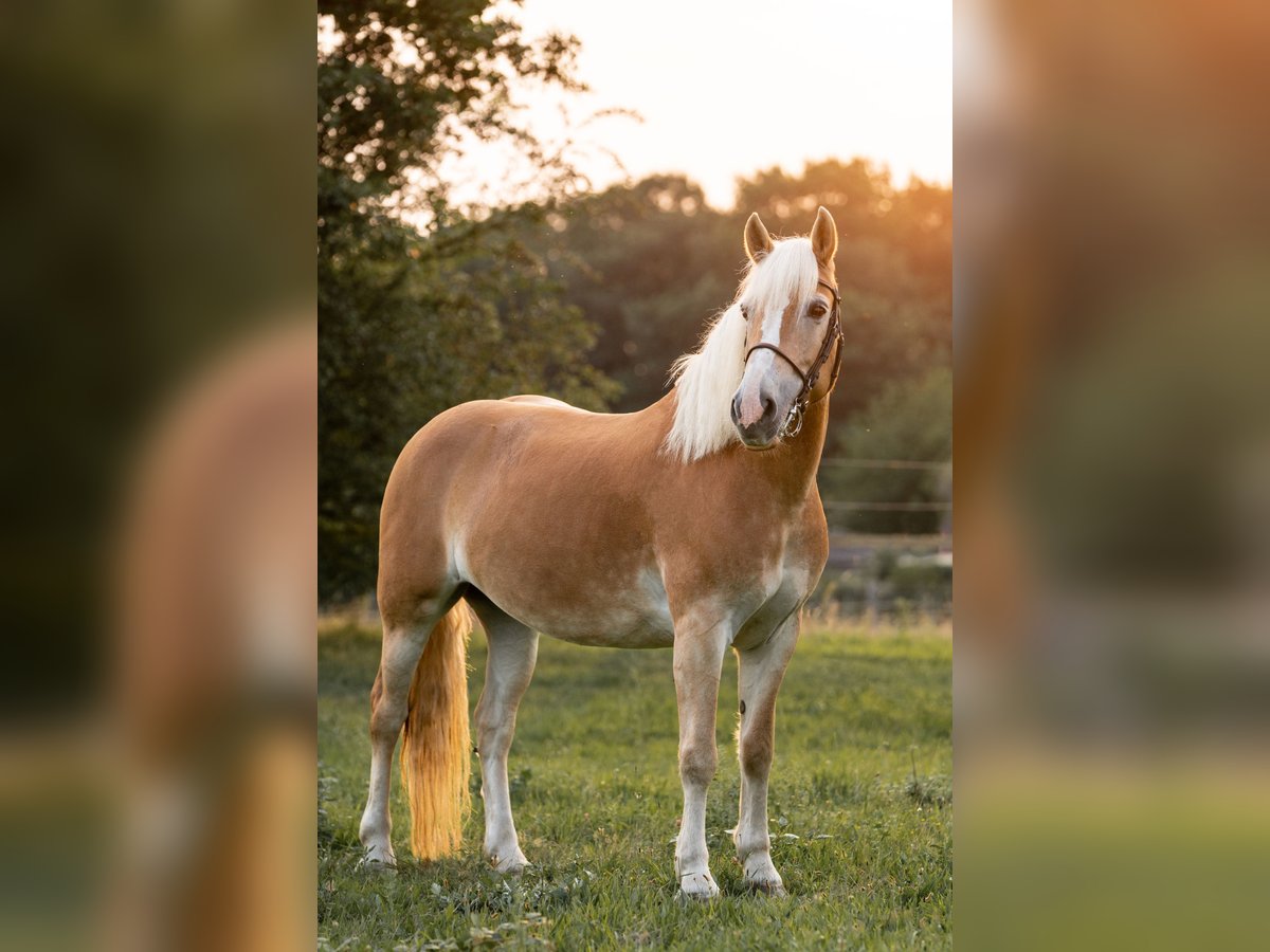 Haflinger Yegua 15 años 150 cm Alazán in Rheinberg
