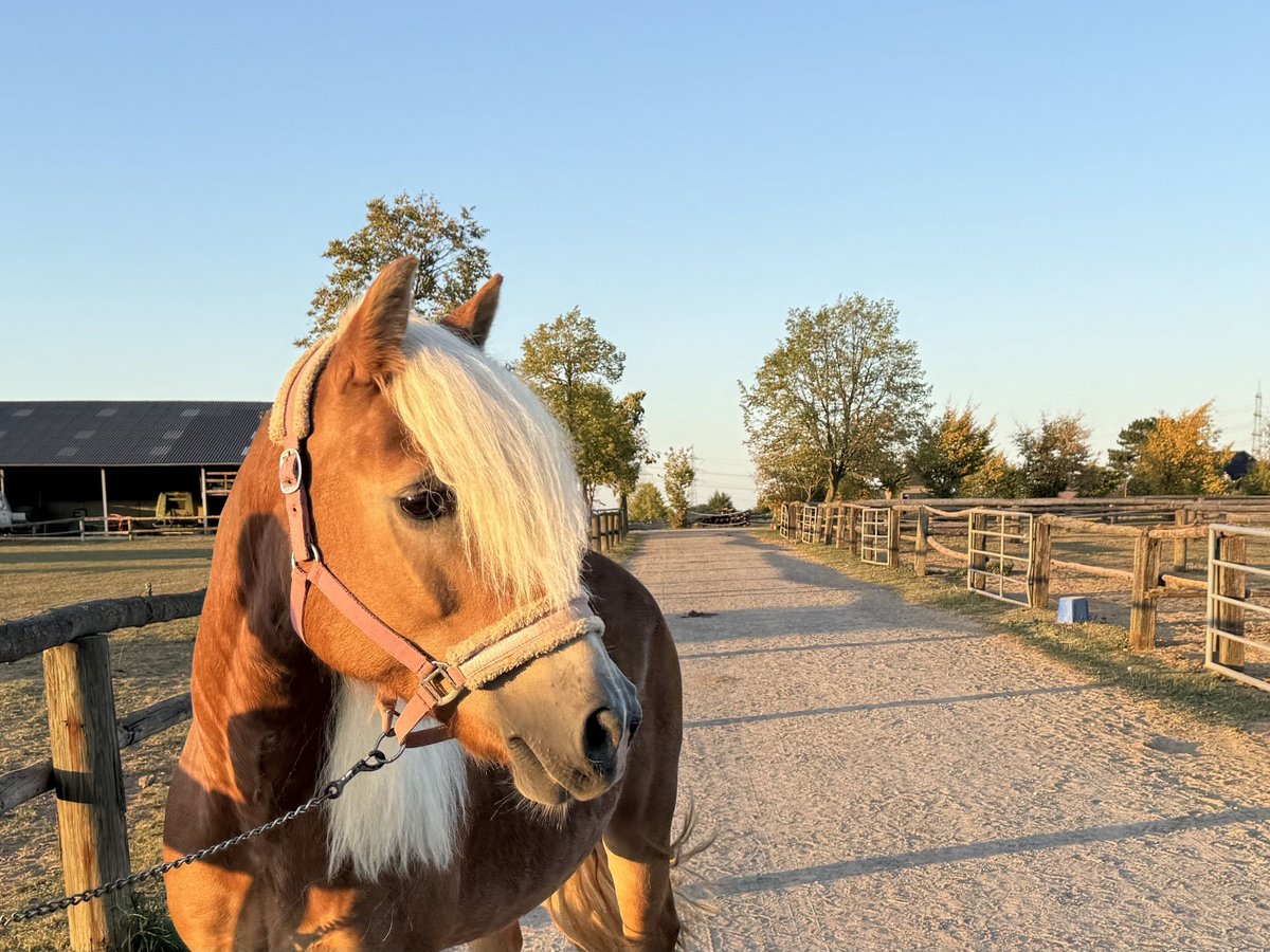 Haflinger Yegua 15 años 152 cm in Grevenbroich
