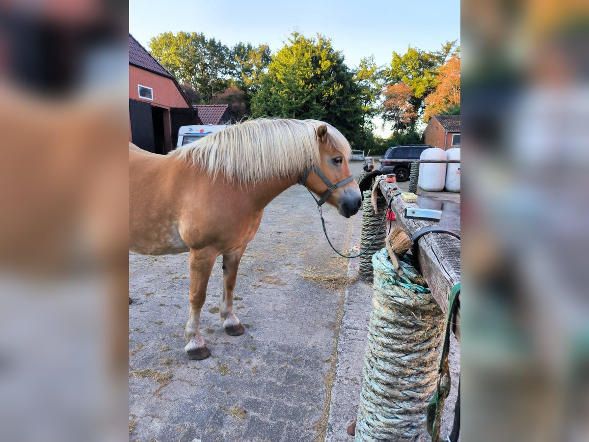 Haflinger Yegua 17 años 146 cm Champán in Fresenburg