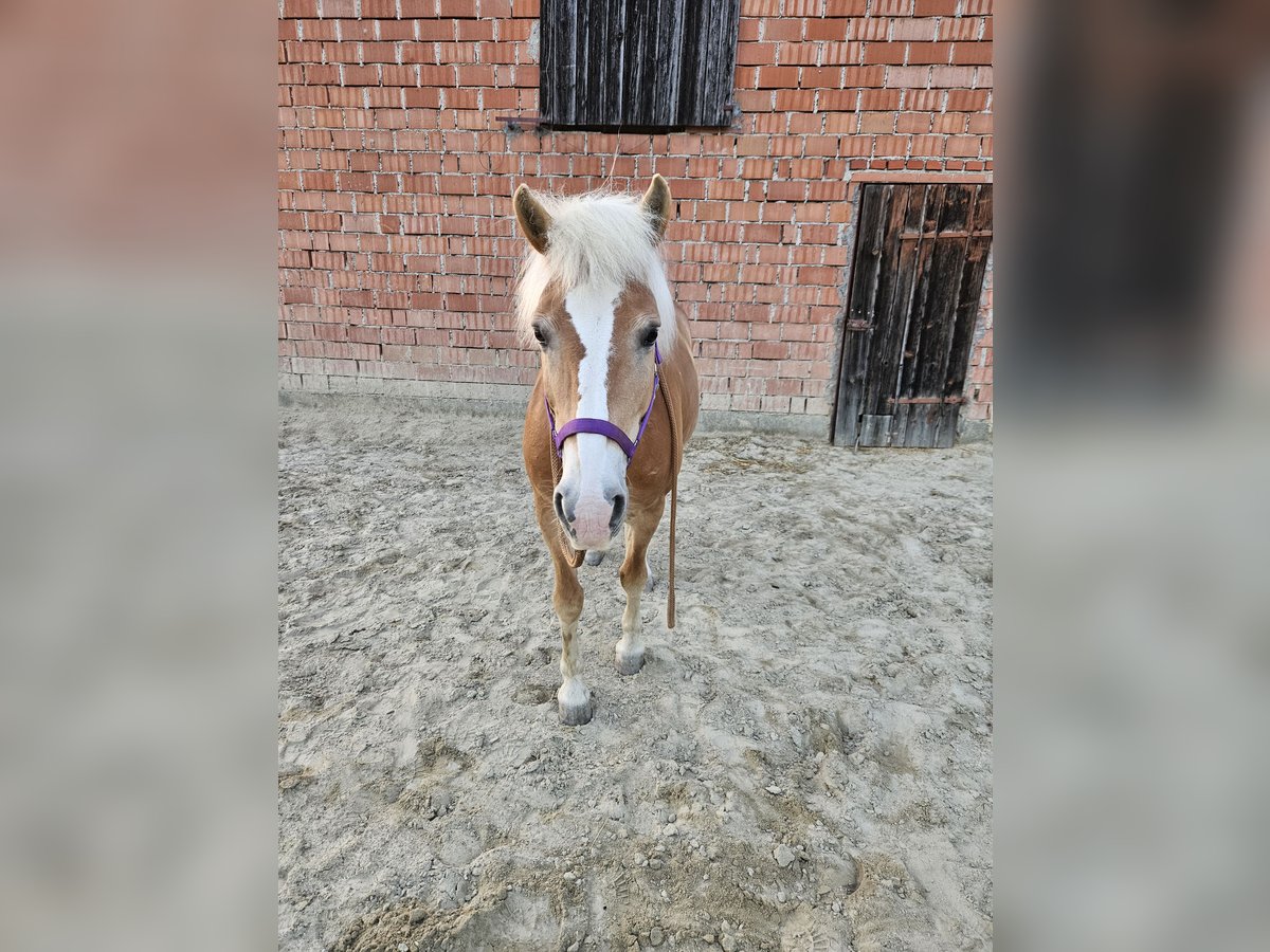 Haflinger Yegua 17 años 147 cm Alazán in Pitzenberg