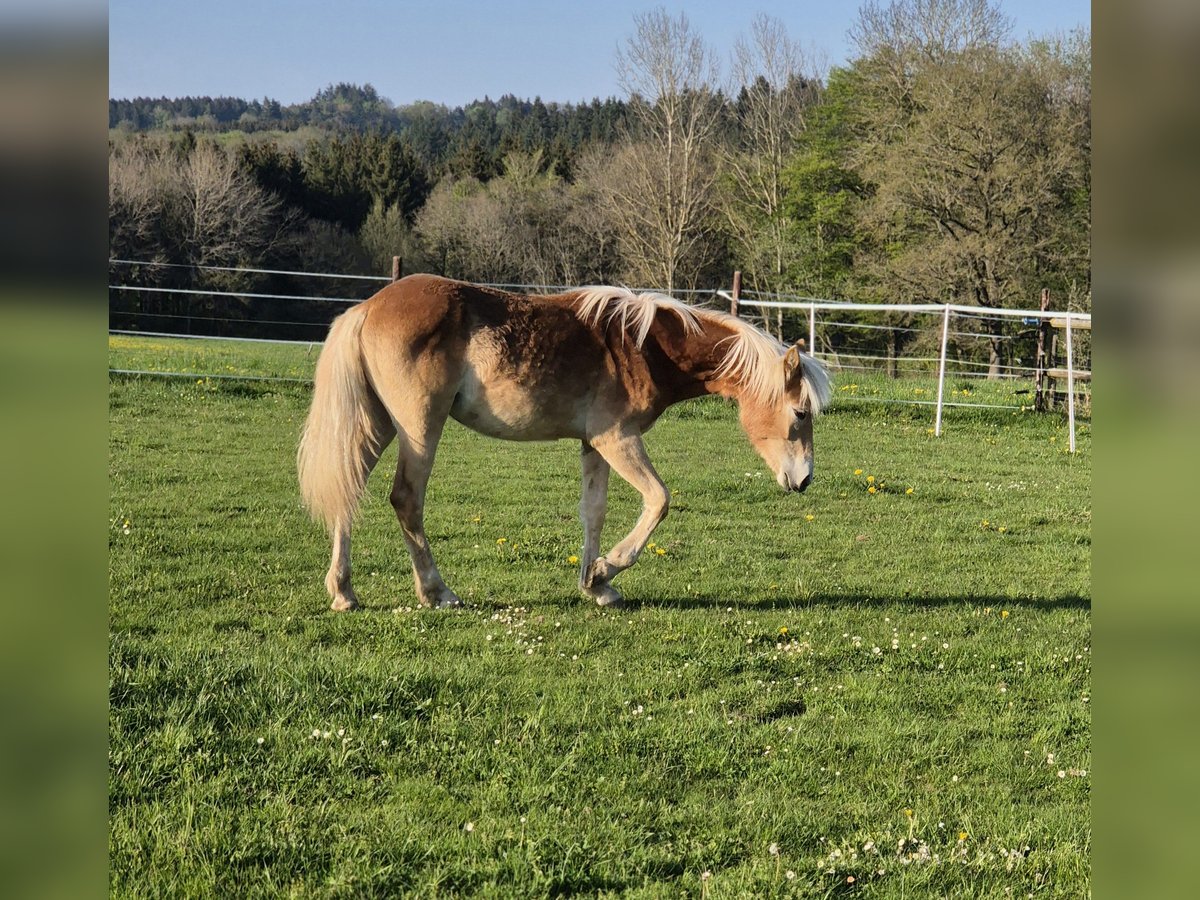 Haflinger Yegua 1 año 150 cm Alazán in Bad Münstereifel
