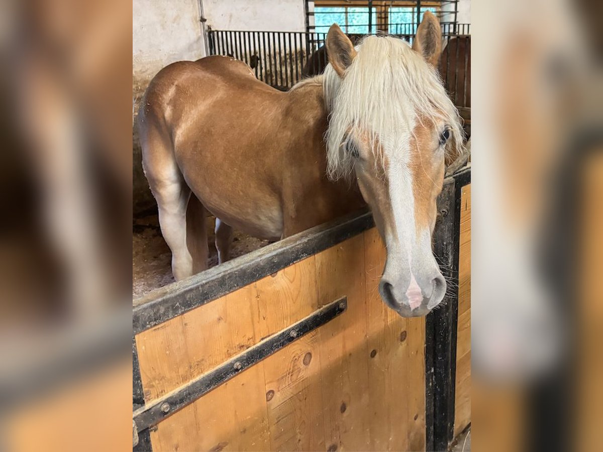 Haflinger Yegua 1 año Alazán in Kelchsau