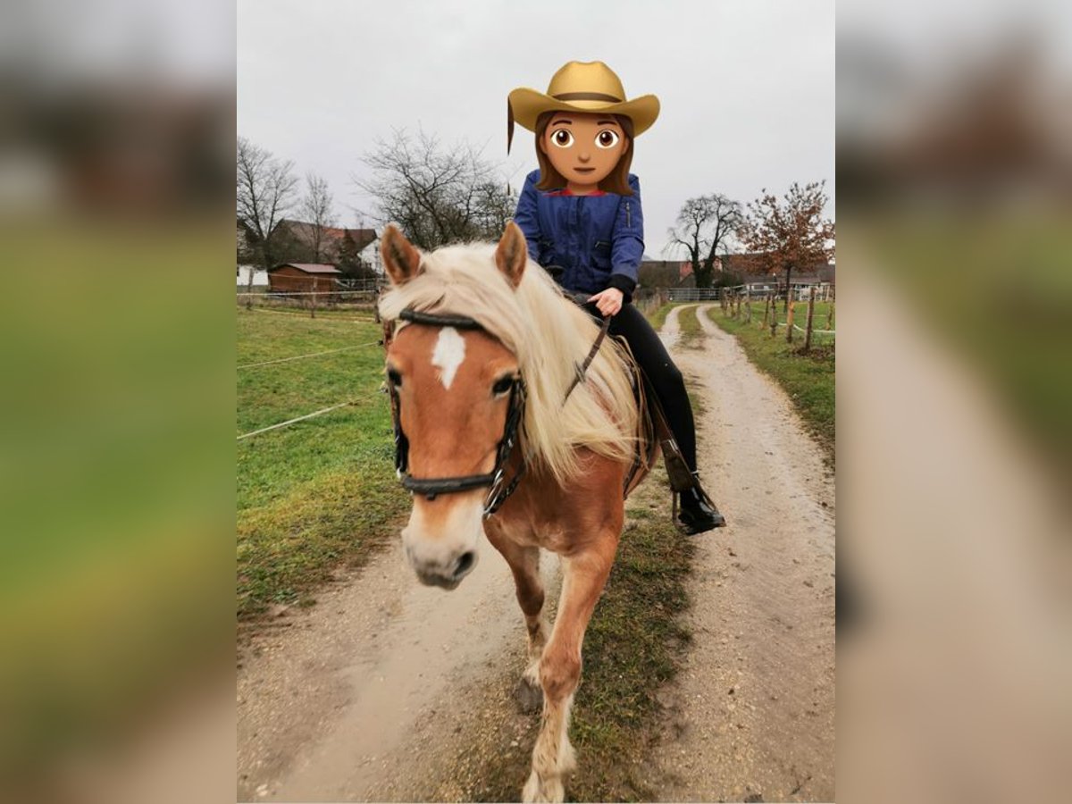 Haflinger Mestizo Yegua 21 años 140 cm Alazán in Adelberg