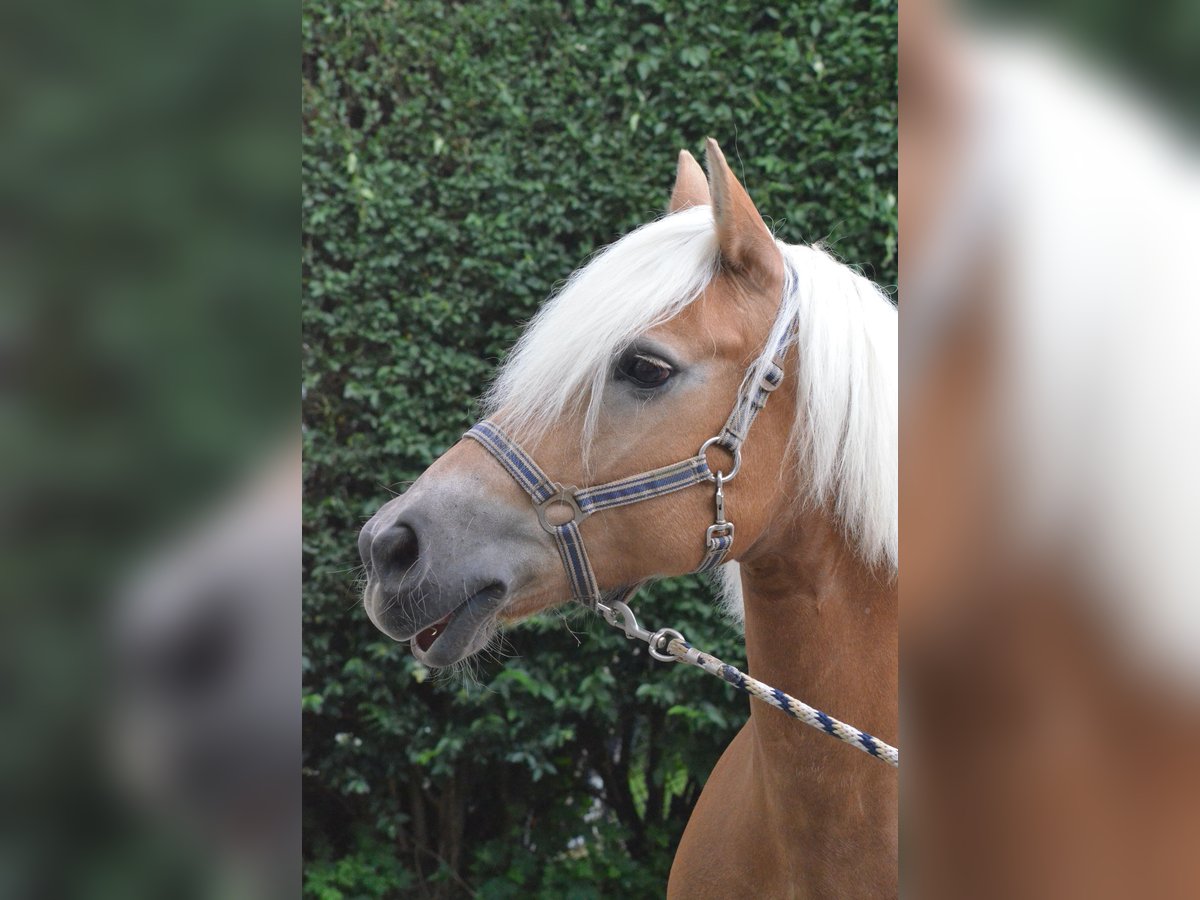 Haflinger Yegua 21 años 145 cm Alazán in Mettmann