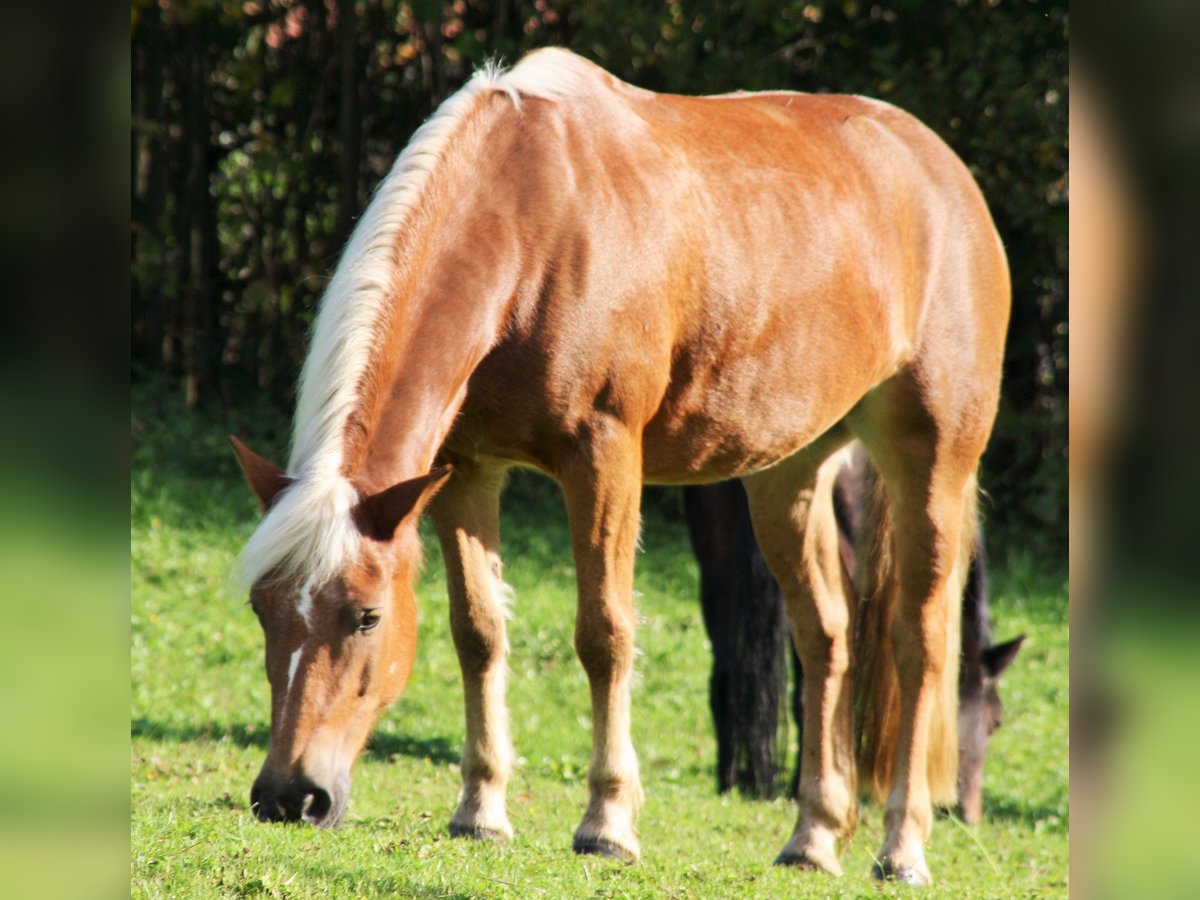 Haflinger Yegua 22 años 150 cm Alazán in Waldstetten