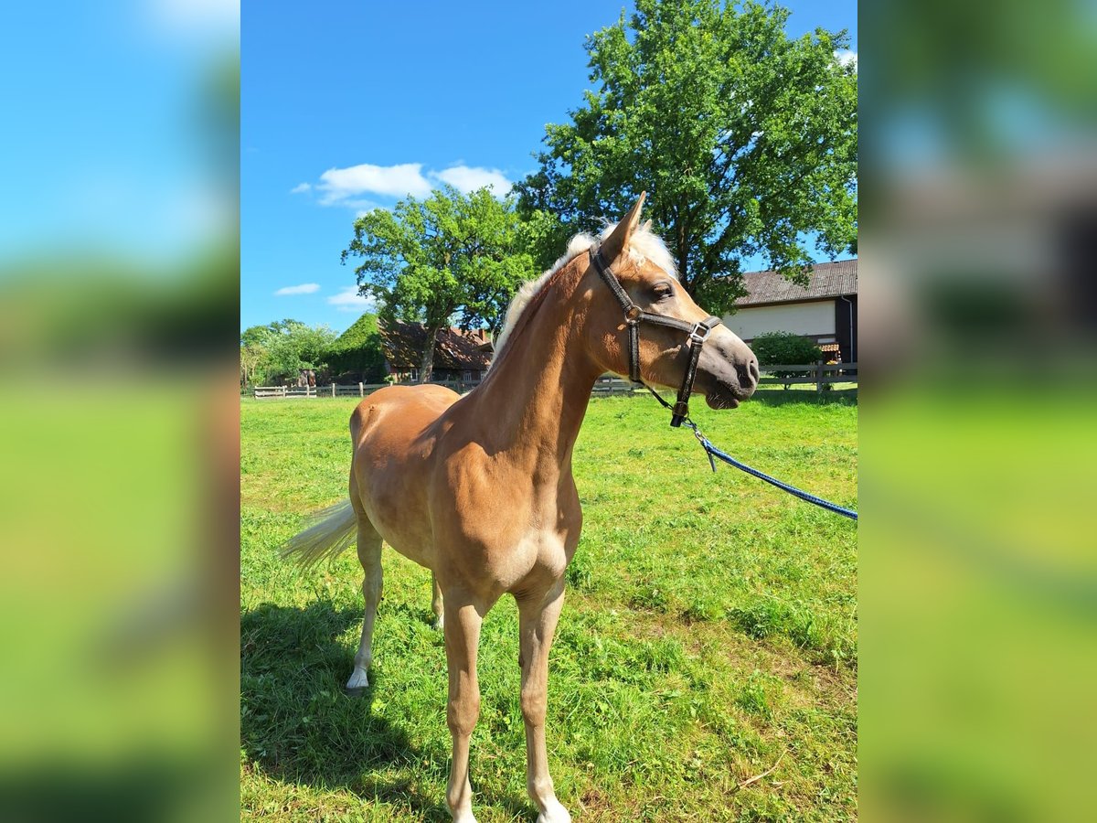 Haflinger Yegua 2 años 155 cm Alazán in Ahnsbeck