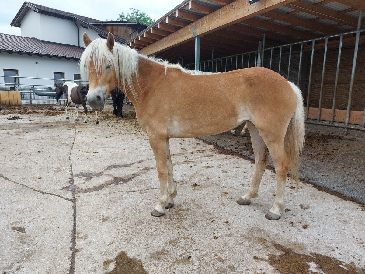 Haflinger Yegua 3 años 148 cm Alazán in Kirchbichl