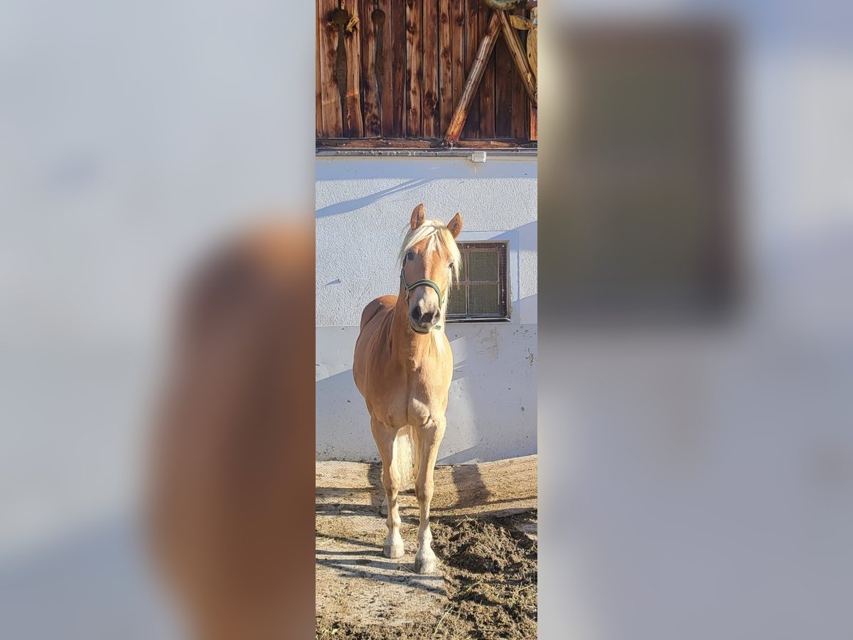 Haflinger Yegua 3 años in Innsbruck