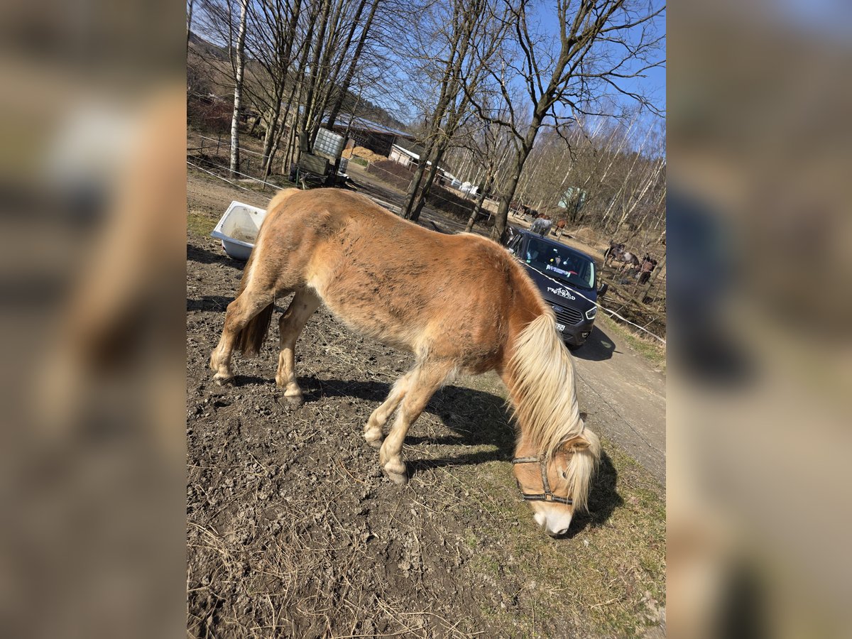 Haflinger Yegua 3 años in Thalheim / Erzgebirge