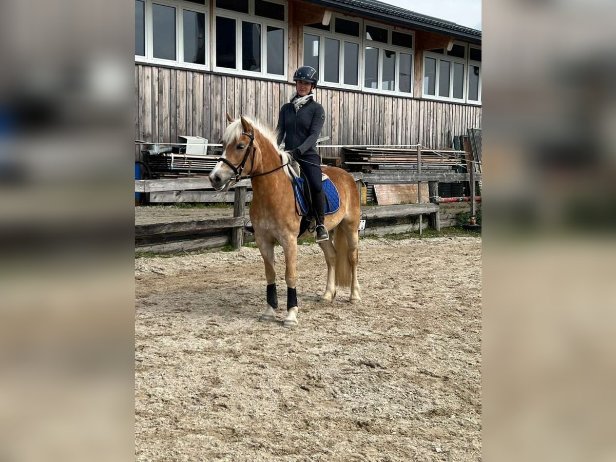 Haflinger Yegua 4 años 144 cm in Lochen am See