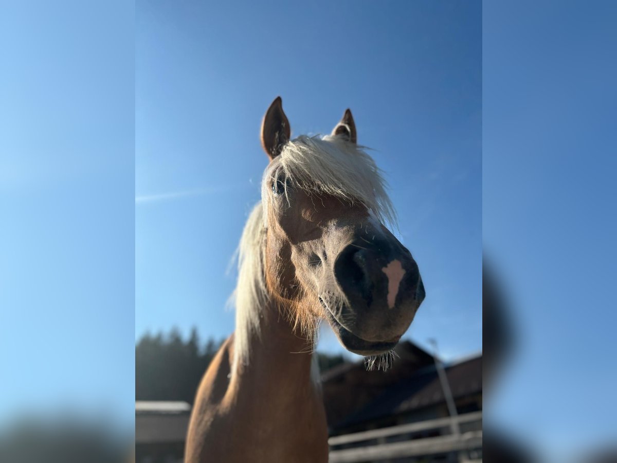 Haflinger Yegua 4 años 153 cm in Jenesien