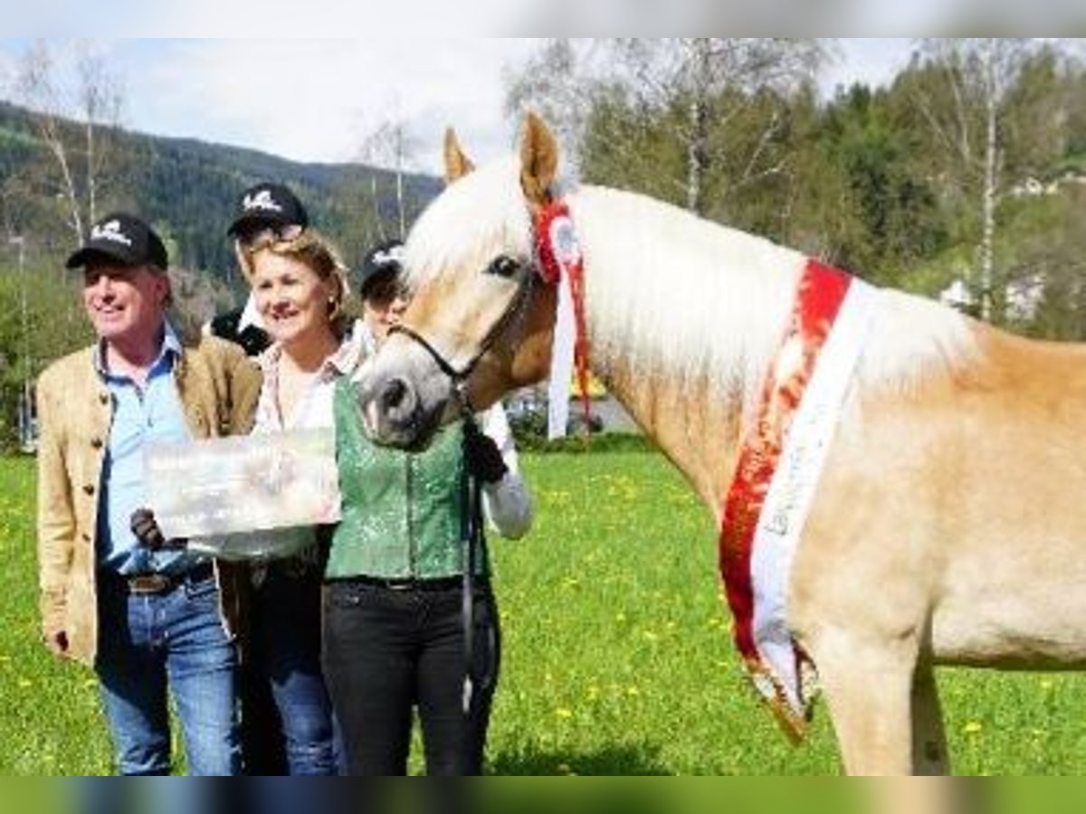 Haflinger Yegua 5 años 152 cm Alazán in Wieden