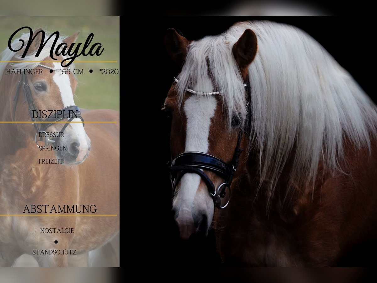 Haflinger Yegua 5 años 155 cm Alazán in Nettersheim