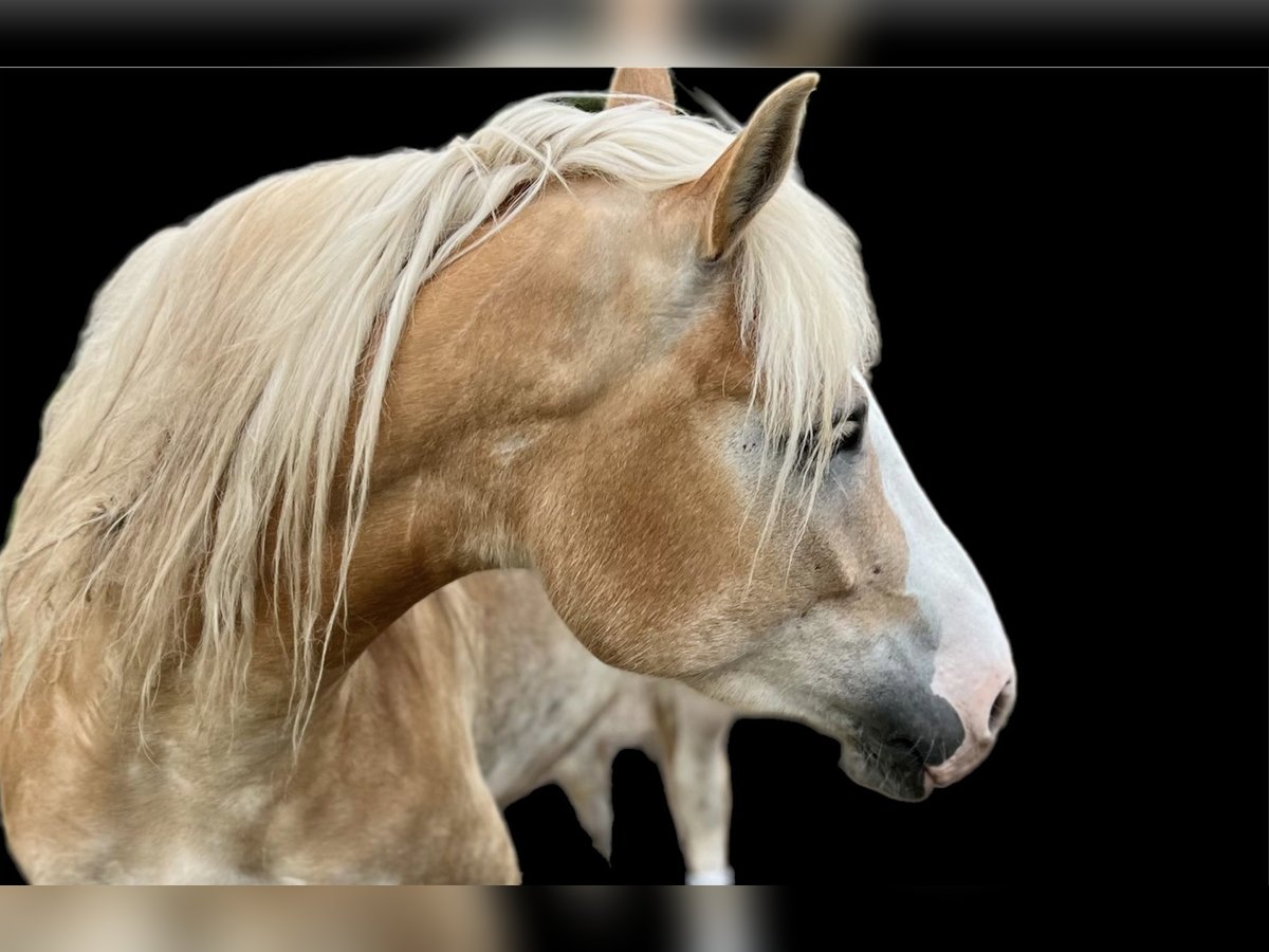 Haflinger Mestizo Yegua 5 años 158 cm Alazán in Bad Emstal