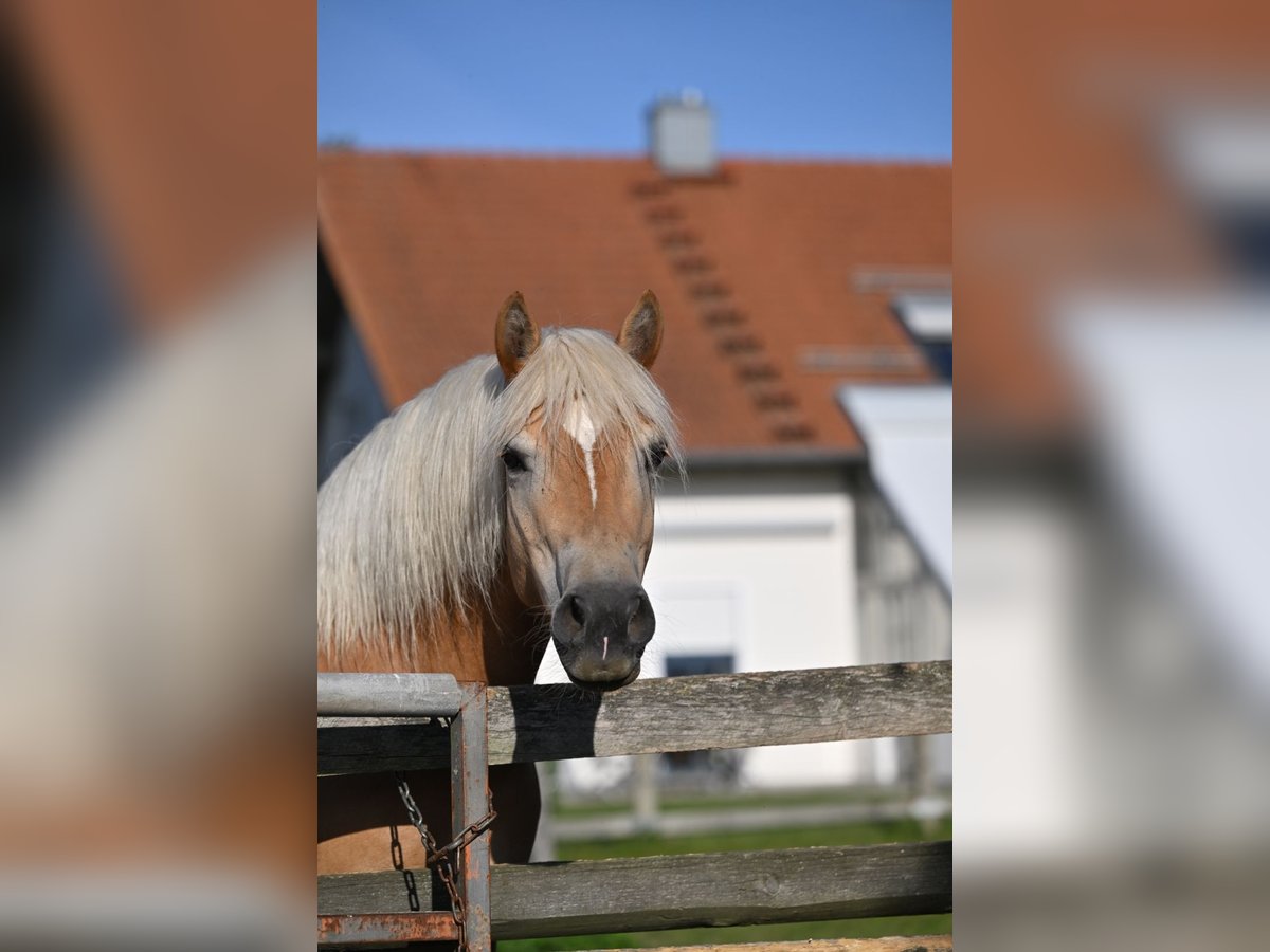 Haflinger Yegua 6 años 147 cm Alazán in Osterhofen