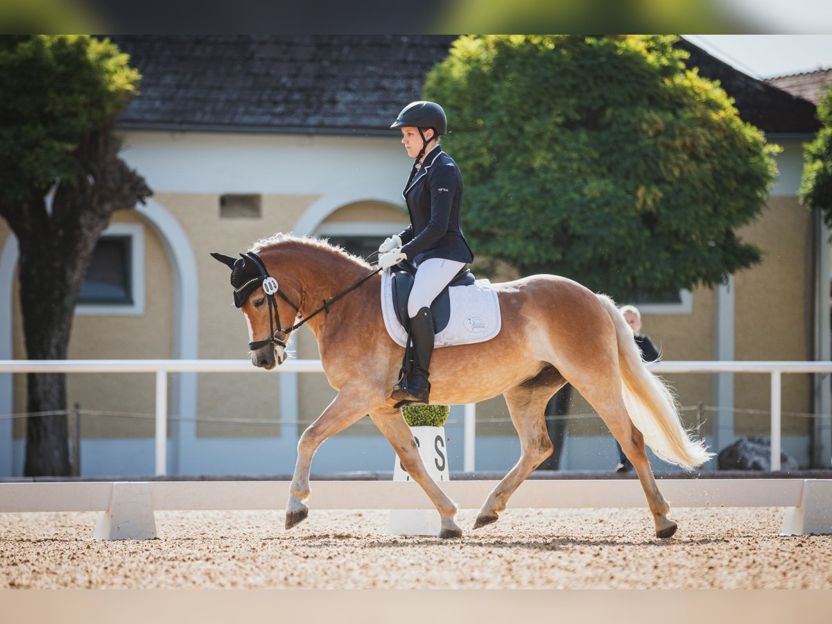 Haflinger Yegua 6 años 152 cm Alazán in Linz