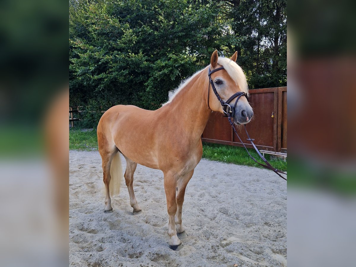 Haflinger Yegua 8 años 146 cm Alazán in Gummern