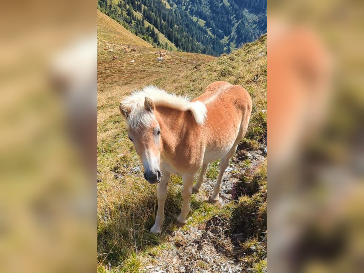 Haflinger Yegua Potro (03/2025) Alazán in Gro&#xDF;arl