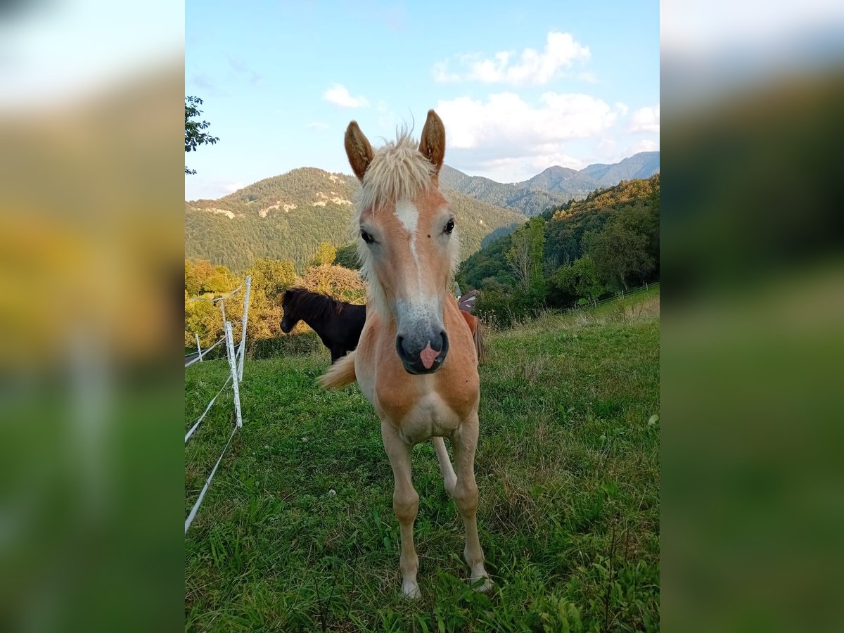 Haflinger Yegua  in Gnadendorf