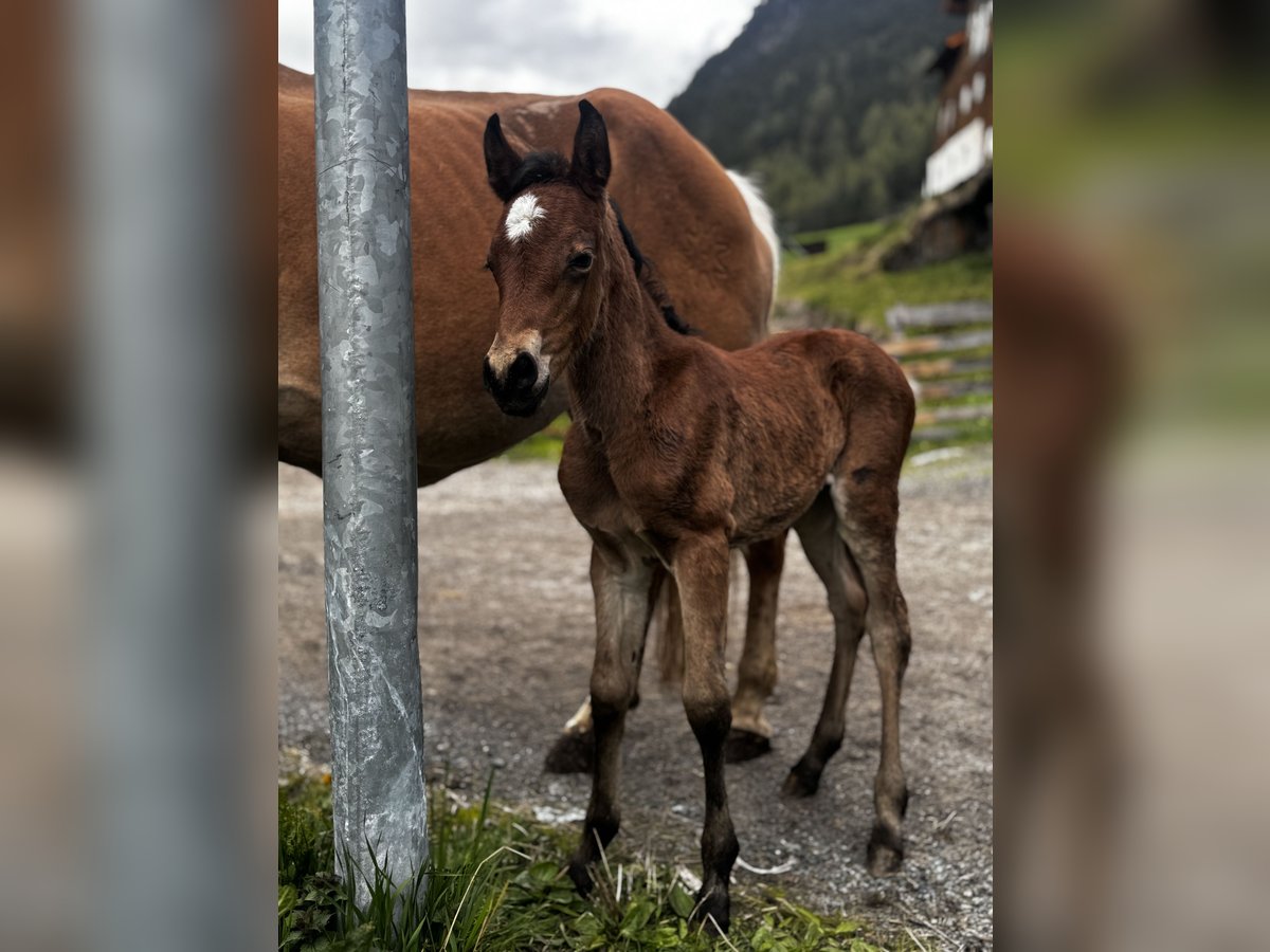 Haflinger Mestizo Yegua  Castaño in Vent