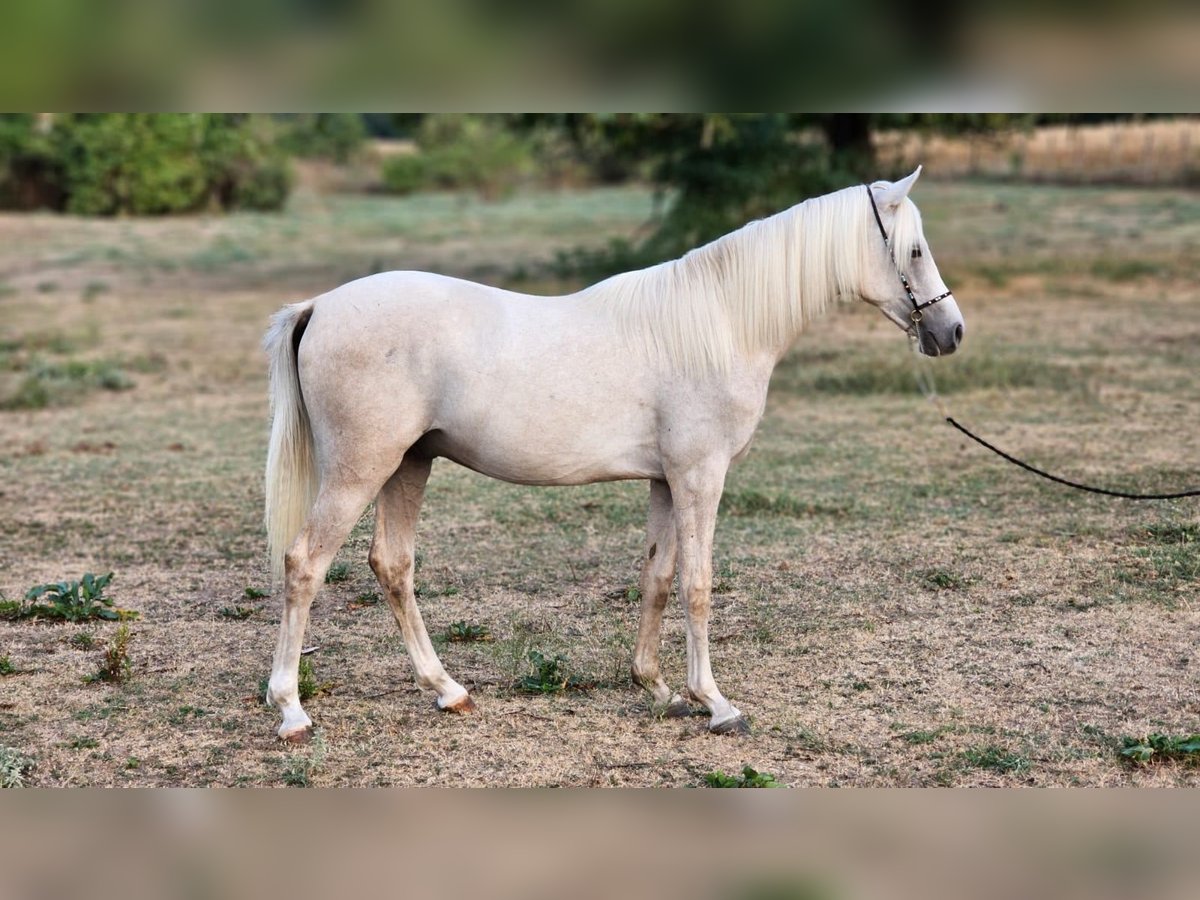 Halbaraber Mix Hengst 1 Jahr 131 cm Palomino in Visz