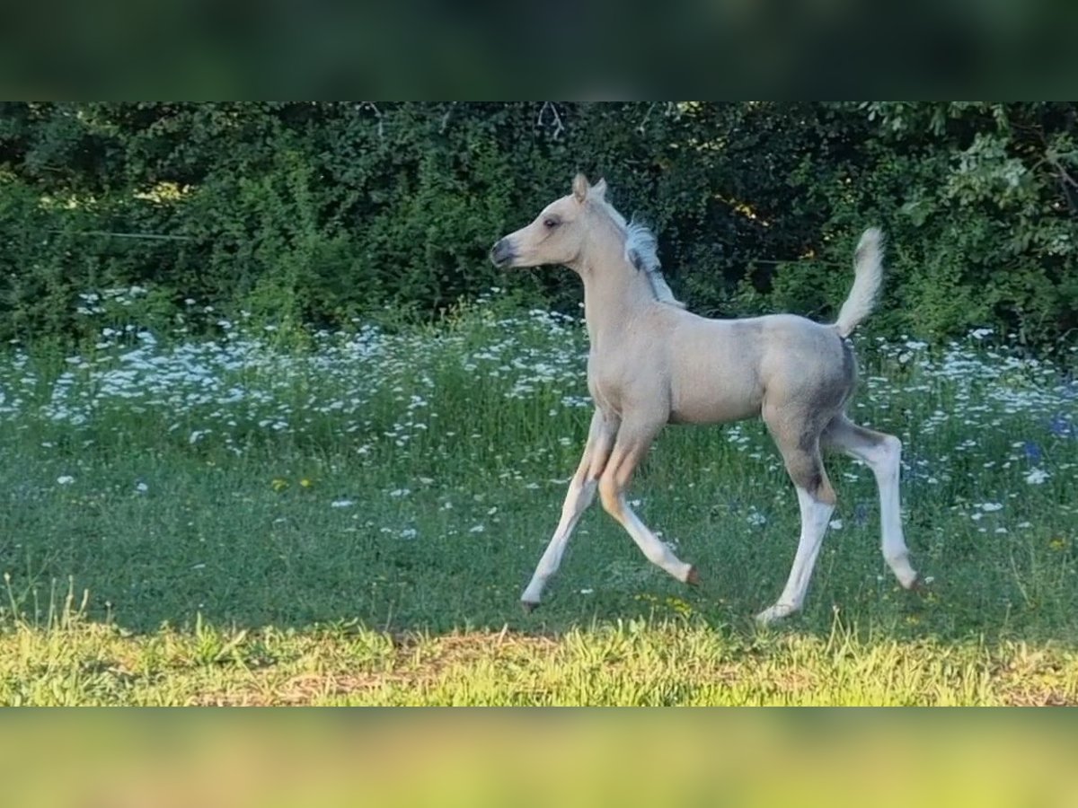 Halbaraber Hengst 1 Jahr 155 cm Tobiano-alle-Farben in Lalinde