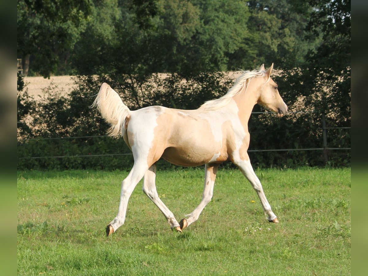 Halbaraber Hengst 1 Jahr 162 cm Palomino in Lüdersdorf