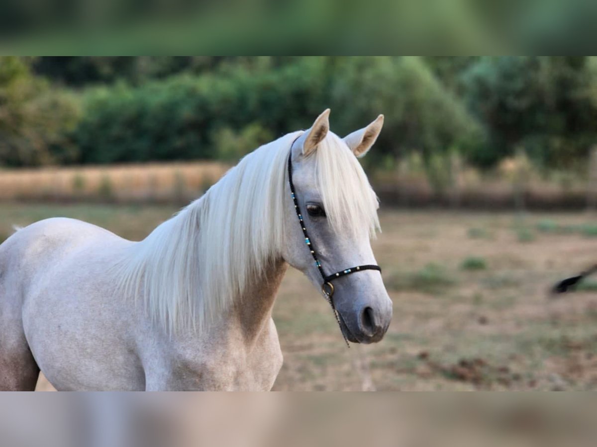 Halbaraber Mix Hengst 2 Jahre 131 cm Schimmel in Visz