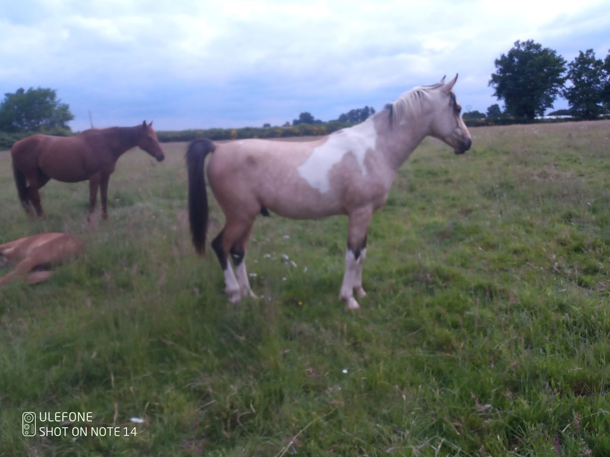 Halbaraber Hengst 2 Jahre 153 cm Tobiano-alle-Farben in Saint-Sylvain-dAnjou