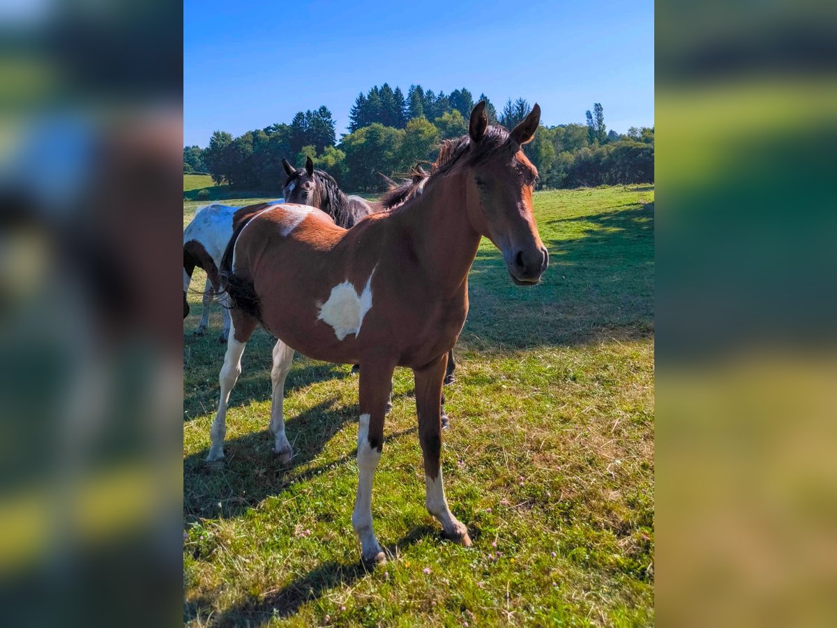 Halbaraber Hengst 3 Jahre 155 cm Tobiano-alle-Farben in Saint-Martial-Entraygues