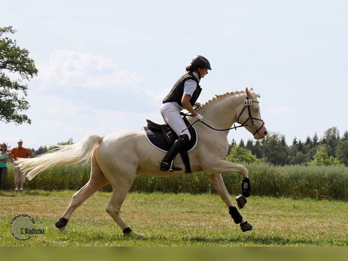 Halbaraber Hengst Cremello in Lüdersdorf