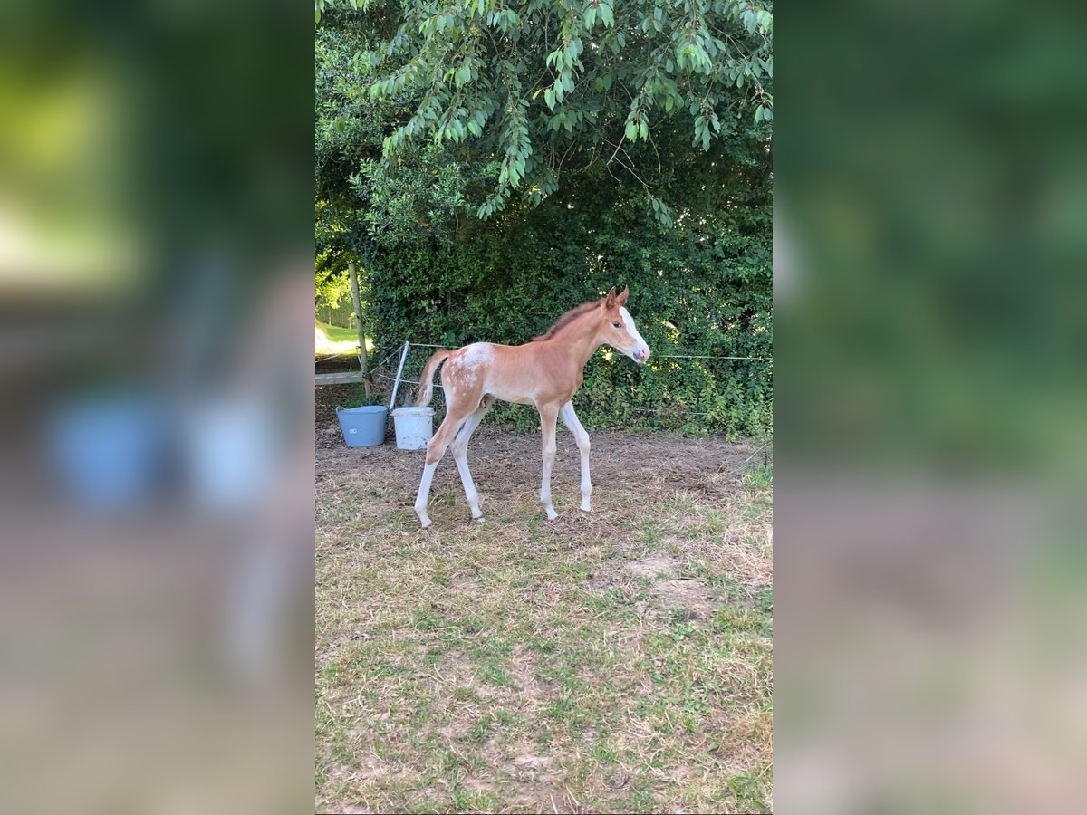 Halbaraber Hengst  Tigerschecke in Vire