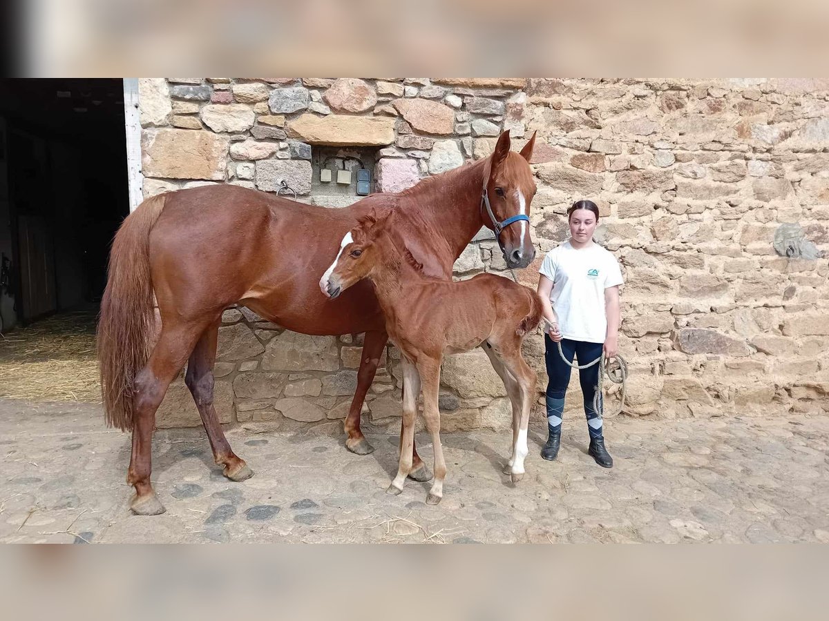 Halbaraber Mix Stute 11 Jahre 155 cm Fuchs in saint Gervazy