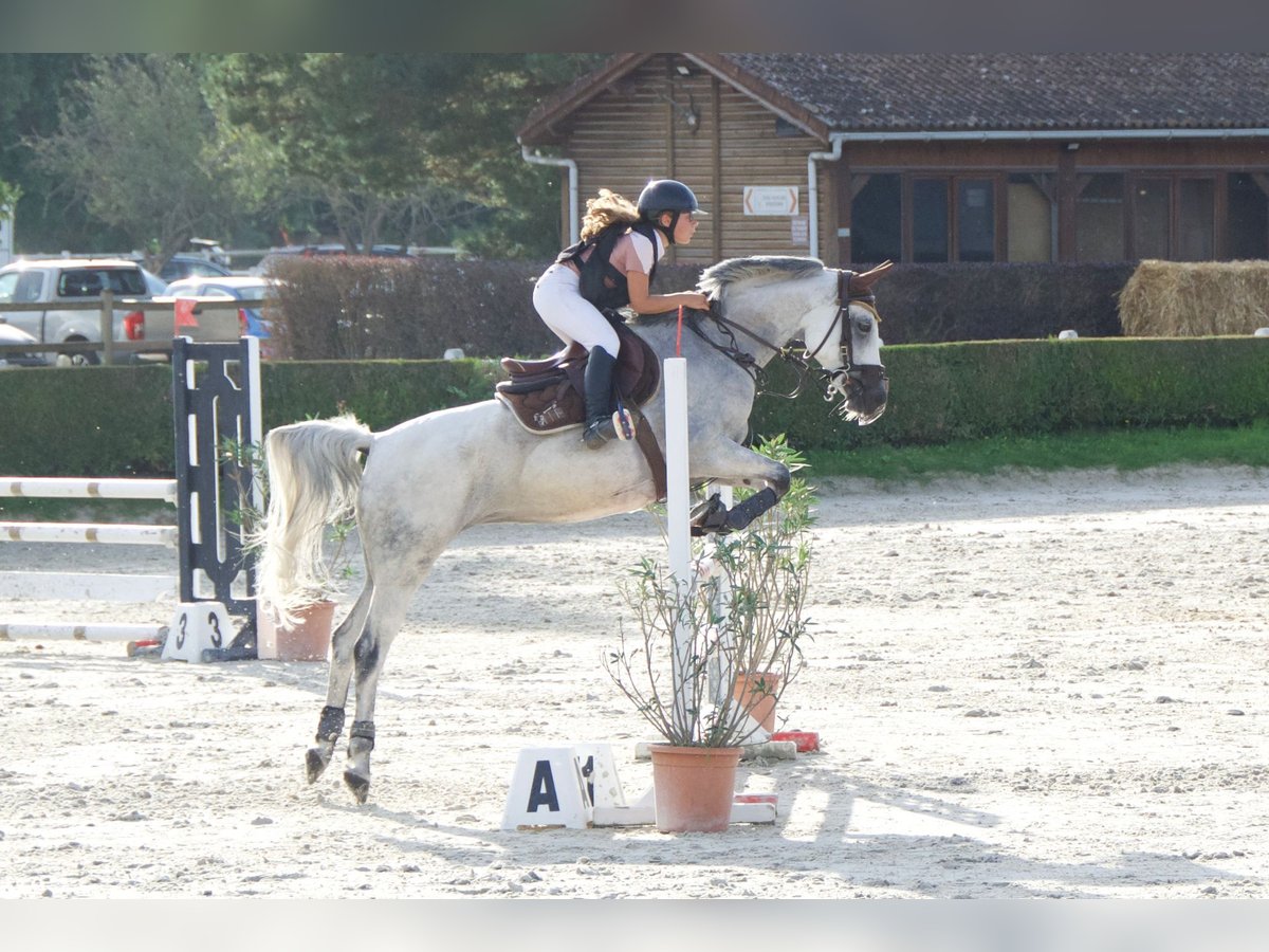 Halbaraber Stute 12 Jahre 146 cm Schimmel in Lignières