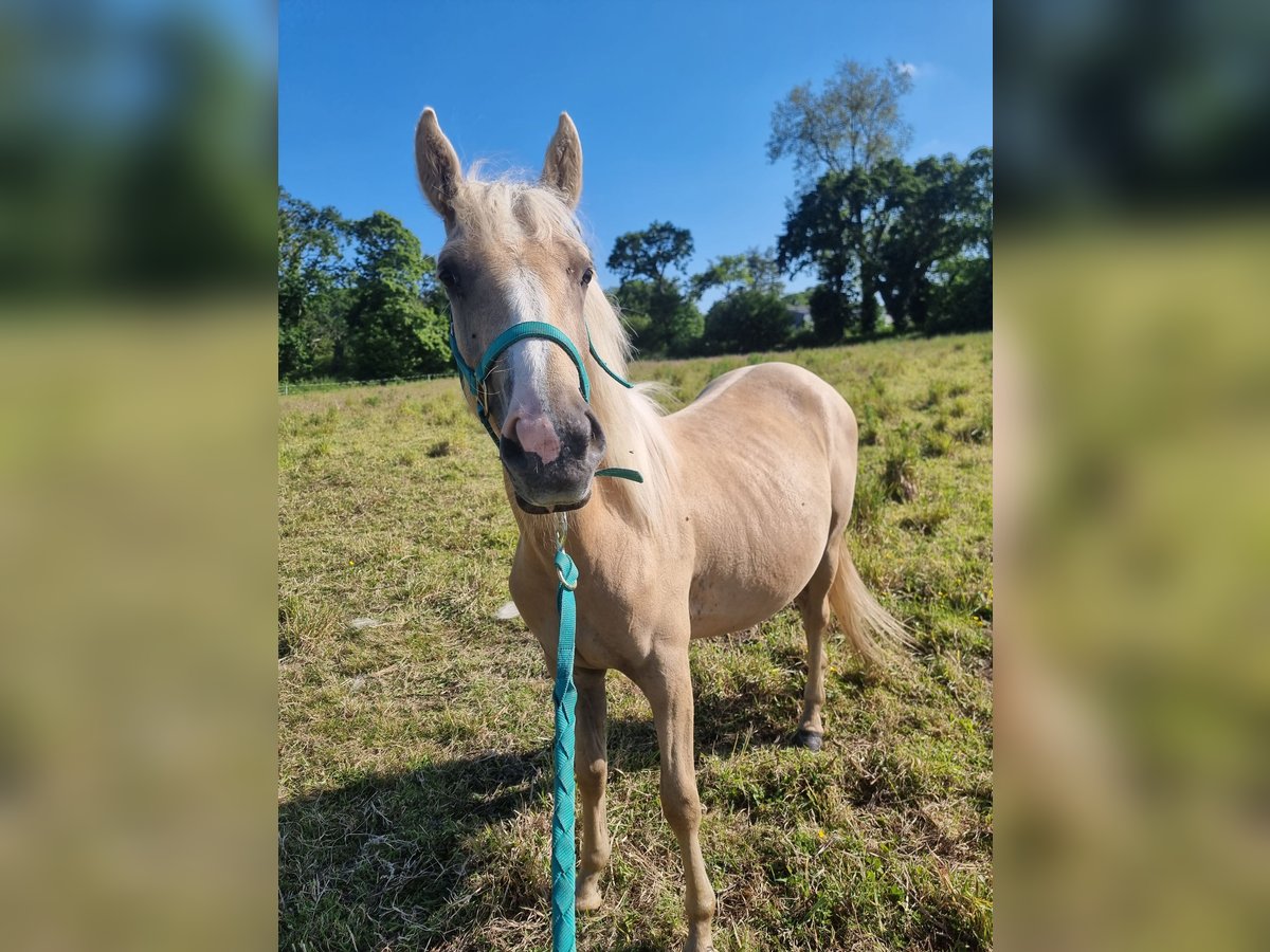 Halbaraber Stute 3 Jahre 140 cm Palomino in Pluzunet