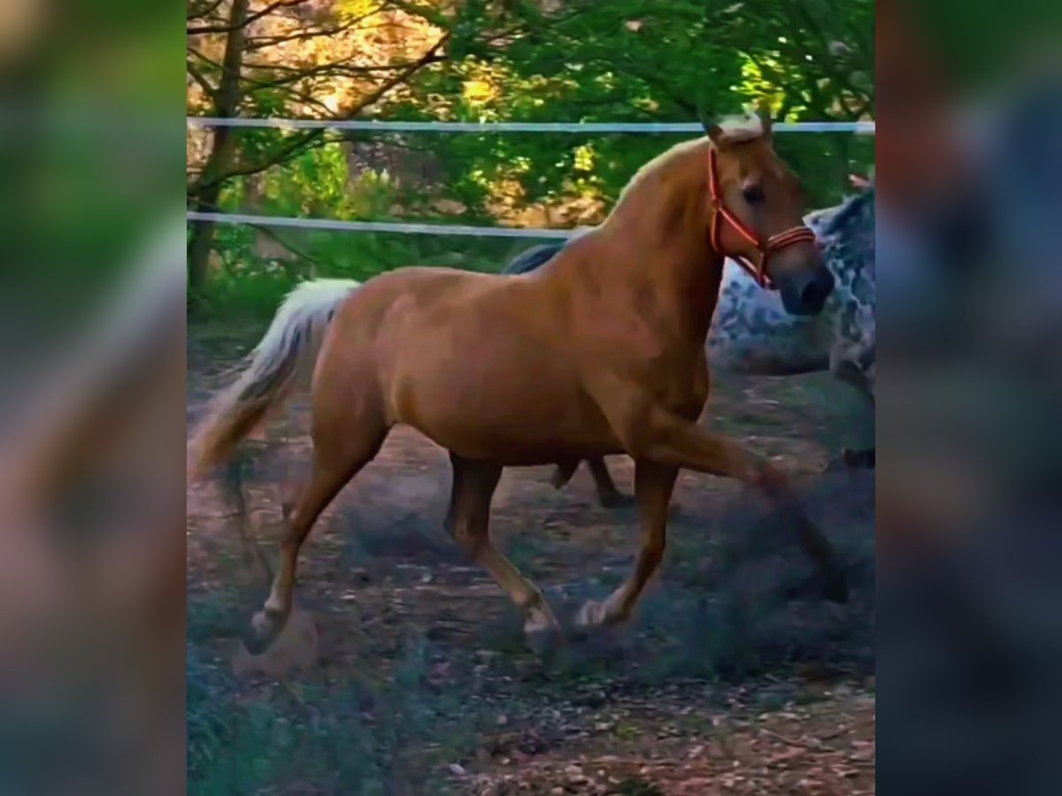 Halbaraber Mix Wallach 12 Jahre 160 cm Palomino in Vimbodi