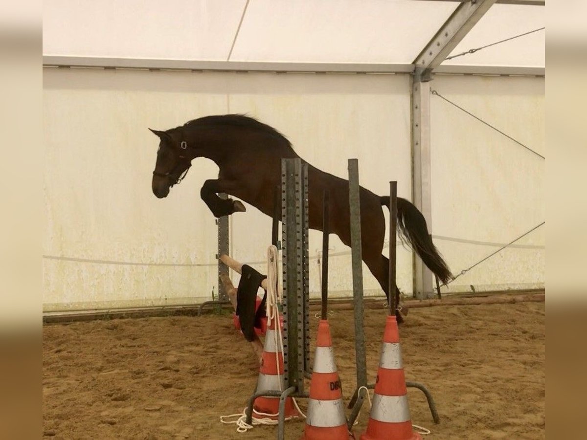 Halbaraber Wallach 3 Jahre 157 cm Brauner in VERNON
