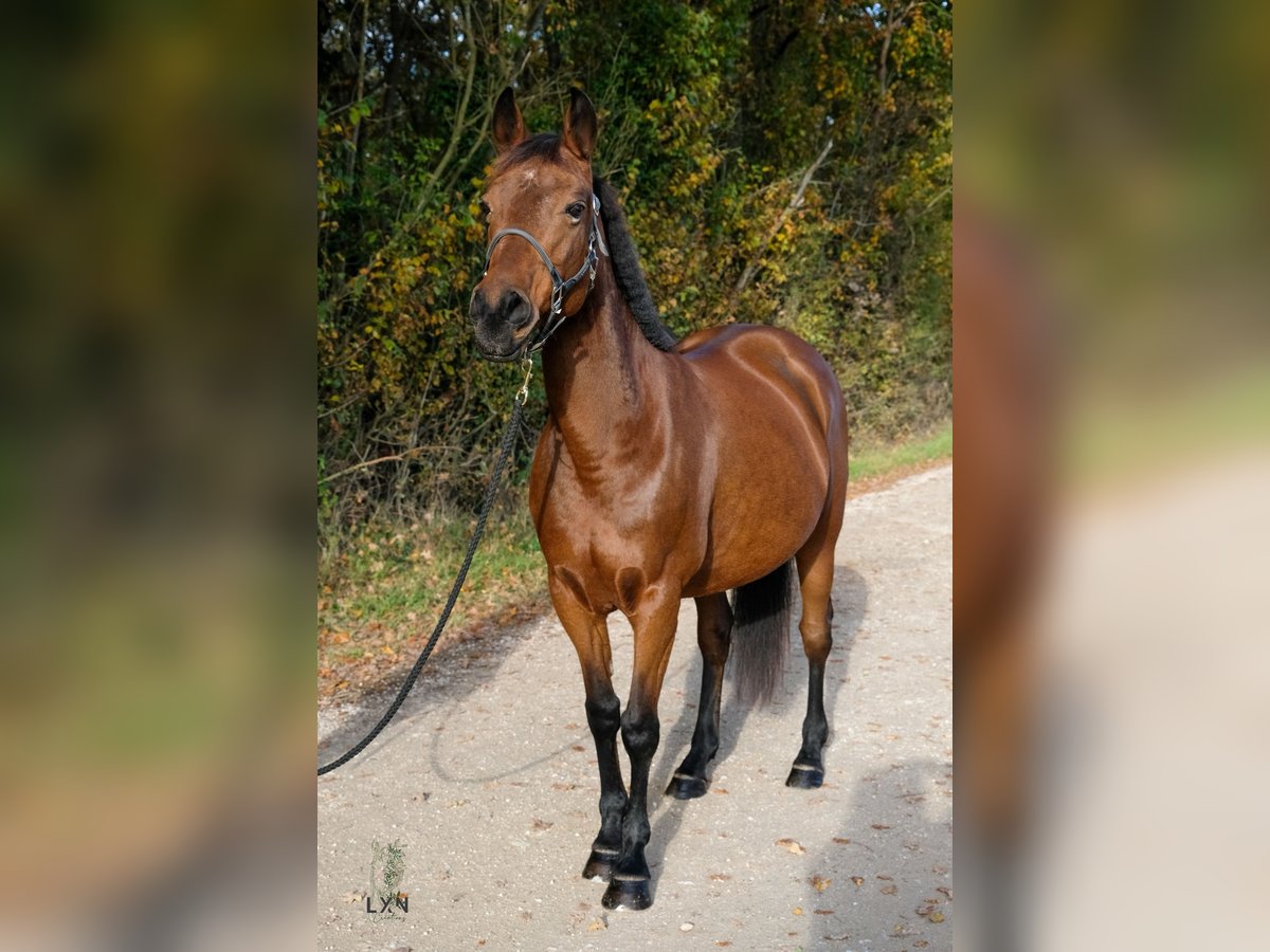 Half Arabier Merrie 14 Jaar 146 cm Bruin in Villemandeur