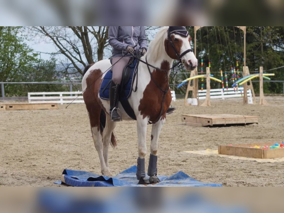 Half Arabier Mix Merrie 19 Jaar 153 cm Gevlekt-paard in Moosthenning