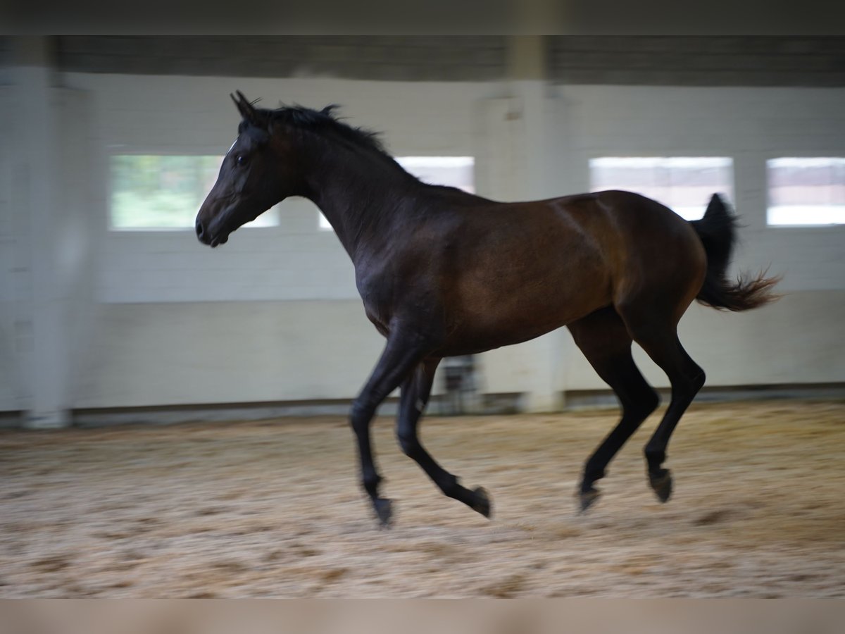 Half Arabier Merrie 2 Jaar 157 cm Zwartbruin in Estrada, A (Casco Urbano)