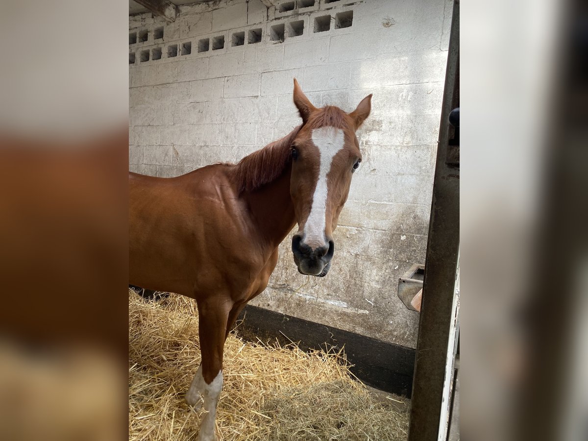 Half Arabier Ruin 10 Jaar 156 cm Donkere-vos in Grimbergen